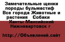 Замечательные щенки породы бульмастиф - Все города Животные и растения » Собаки   . Ханты-Мансийский,Нижневартовск г.